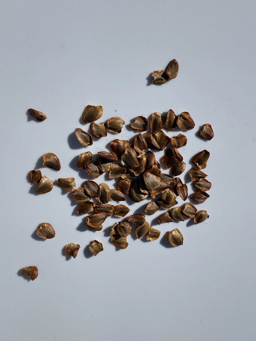 Easy Redwood Seed Germination