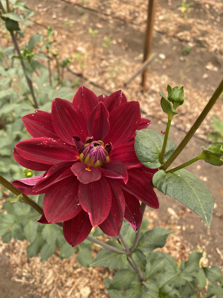 Image of a blood red dahlia growing in our organic farm.