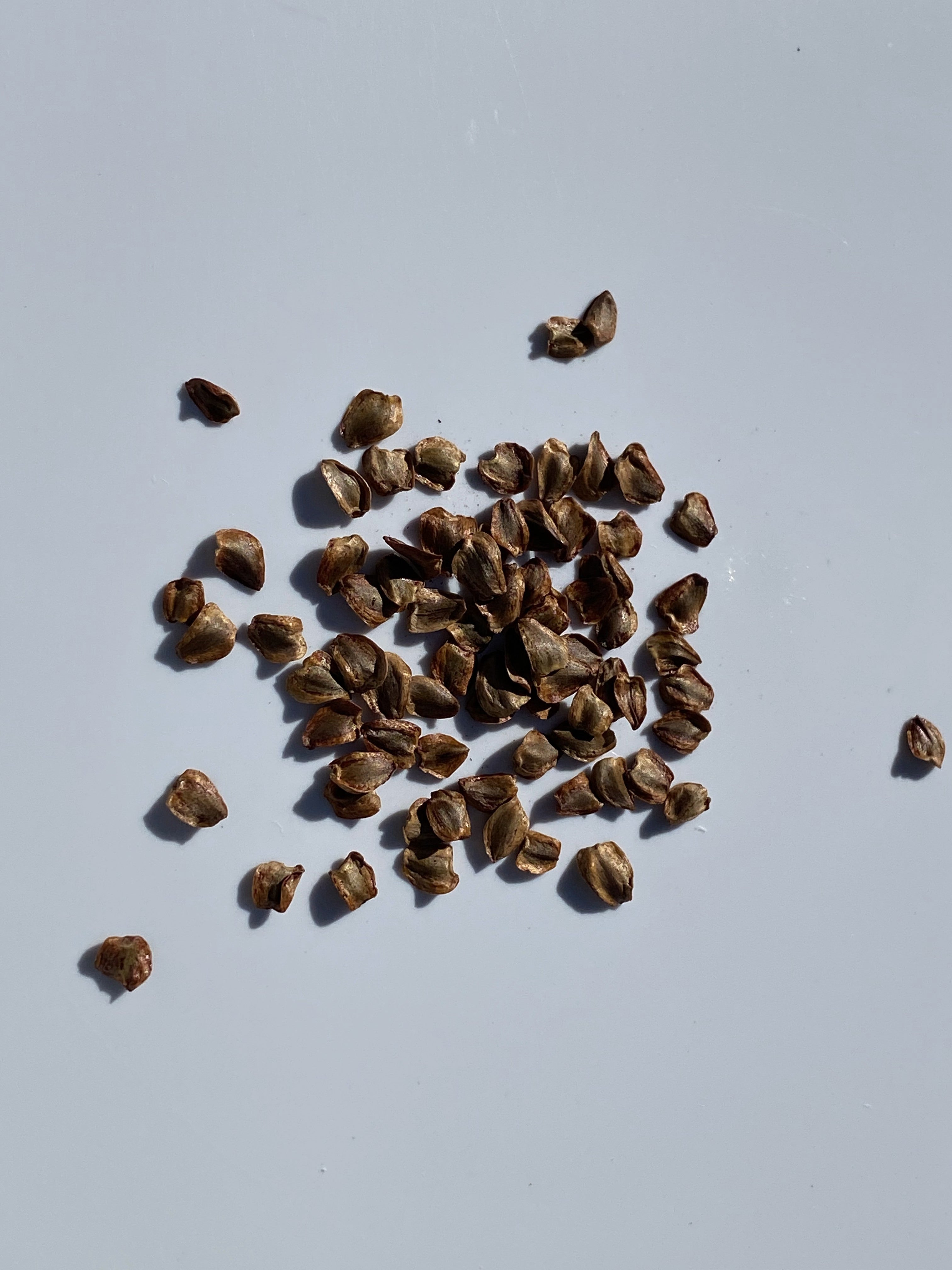 strawberry sequoia seeds Coast Redwood Seeds (Sequoia Sempervirens) – Bonny Torridon