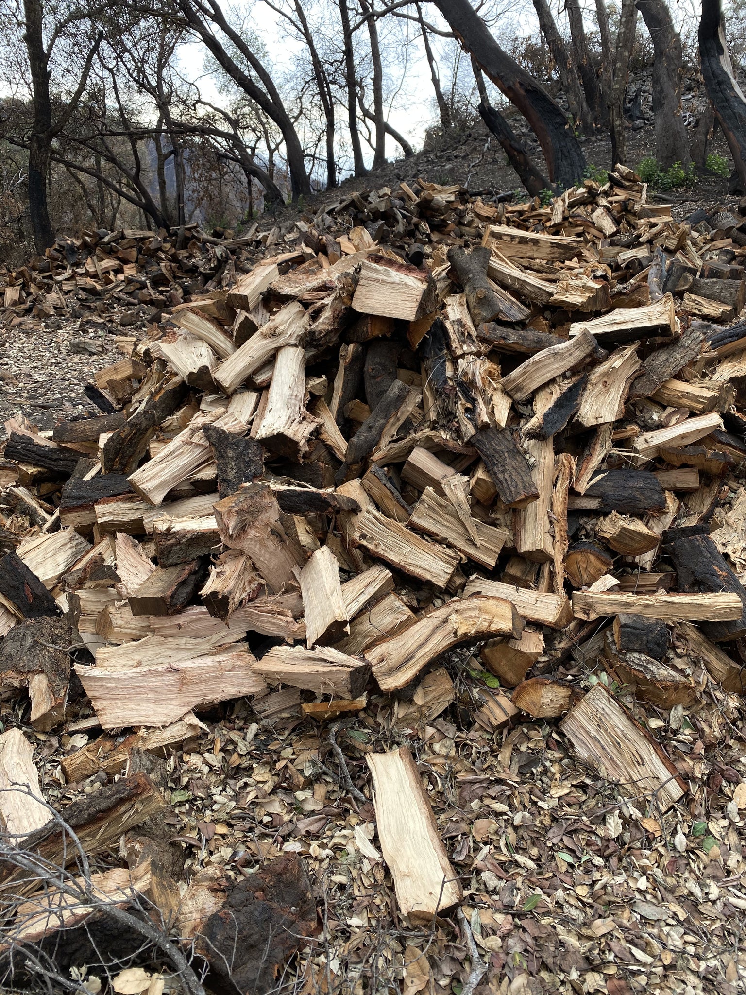 Seasoned oak and madrone firewood